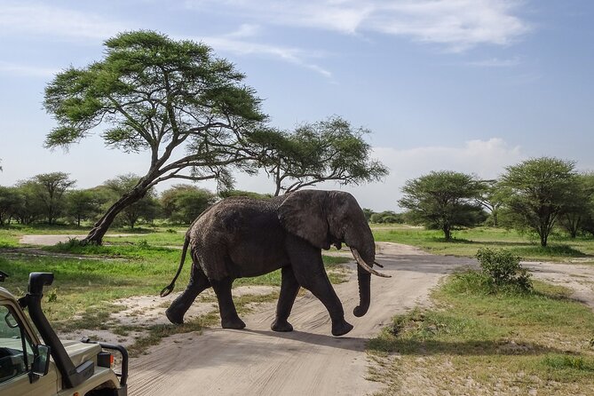 3 Days Safari Serengeti NP and Ngorongoro Crater - Day 3: Ngorongoro Crater Descent for About 6 Hours of Driving