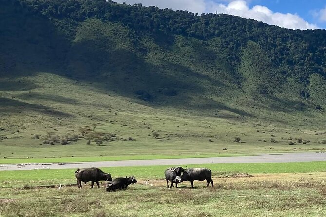 3 Days Safari Serengeti NP and Ngorongoro Crater - Price and Value for This $962 Per Person Safari