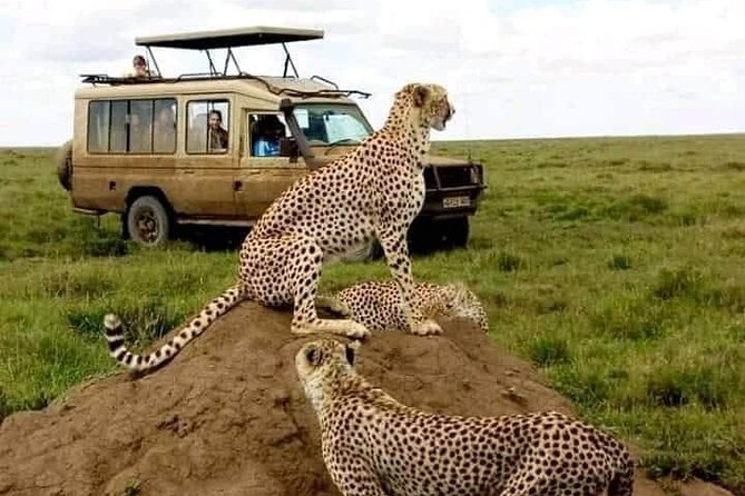 3 Days Safari Serengeti NP and Ngorongoro Crater - Service Quality: Guides, Food, and Small-Group Energy