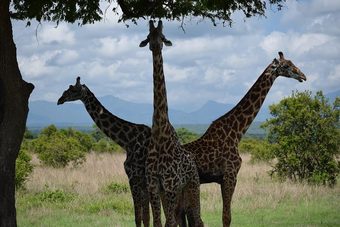 3 days safari to Mikumi and Udzungwa - Key points to know before you go