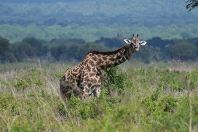 3 days safari to Mikumi and Udzungwa - A fast safari from Dar es Salaam, with two very different ecosystems