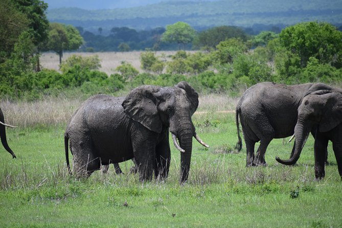 3 days safari to Mikumi and Udzungwa - Day 1: From Dar es Salaam to Mikumi, with a Morogoro region reset