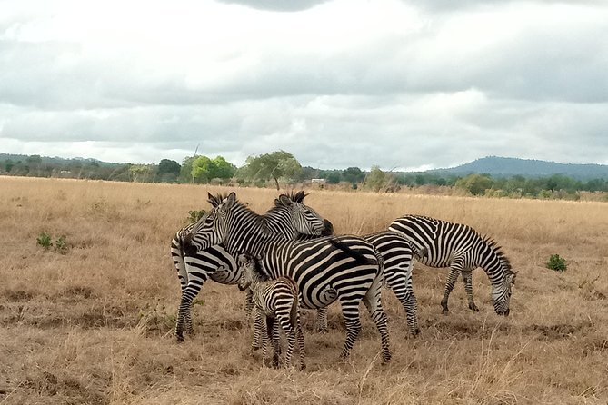 3 Days Safari to Mikumi NP - Accommodation Inside the Park - Key Things I’d Watch Before You Go