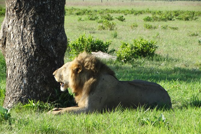 3 Days Safari to Mikumi NP - Accommodation Inside the Park - Mikumi National Park in 3 Days: What Makes It a Smart Tanzania Stop