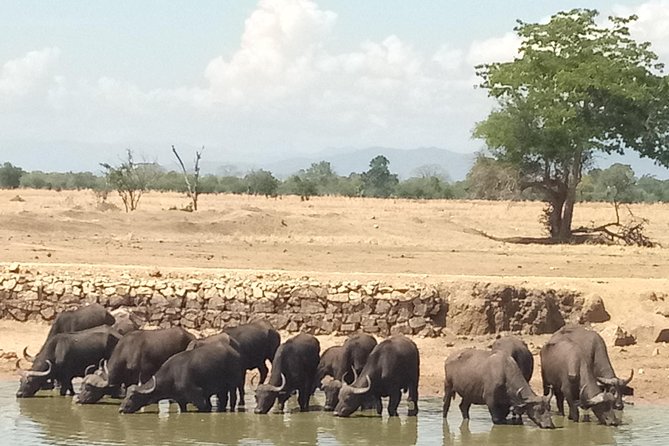 3 Days Safari to Mikumi NP - Accommodation Inside the Park - Day 1: Arrival, Morogoro Lunch, and a First Sunset Game Drive