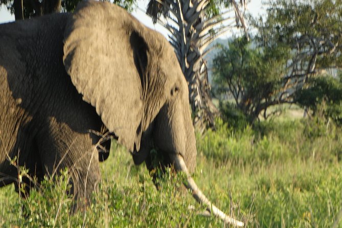 3 Days Safari to Mikumi NP - Accommodation Inside the Park - Dar es Salaam Transfers: Easy Start, Real Time Saver