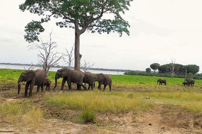 3 Days Safari to Nyerere National Park (Selous Game Reserve) - Key things that make this safari work