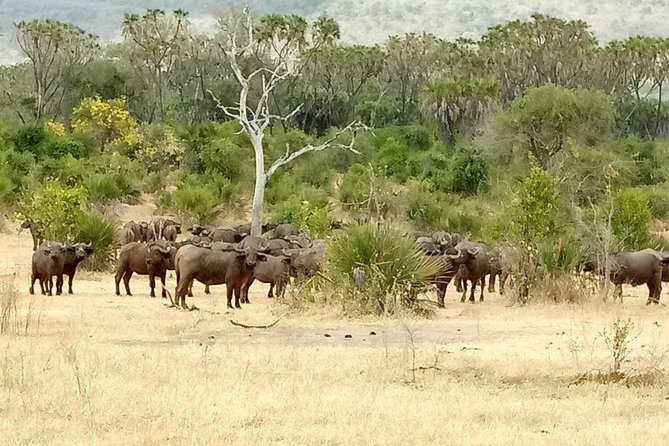 3 Days Safari to Nyerere National Park (Selous Game Reserve) - Getting from Dar es Salaam to the park, and how to plan for it