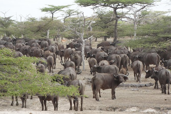 3 Days Safari to Nyerere National Park (Selous Game Reserve) - Day 1 after the river: getting ready for the next day