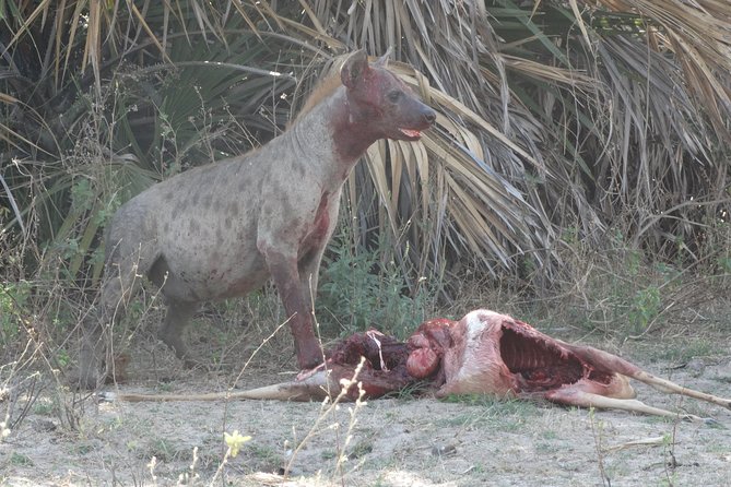 3 Days Safari to Nyerere National Park (Selous Game Reserve) - Day 2 full-day game drive: open-roof 4WD until sunset