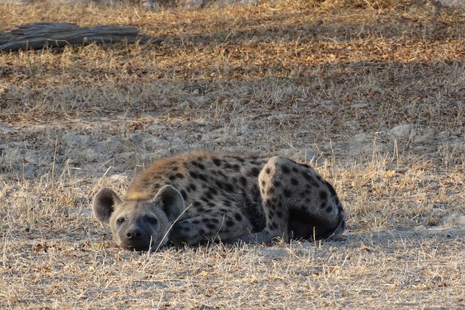 3 Days Safari to Nyerere National Park (Selous Game Reserve) - Where the walking safari fits, and what makes it valuable
