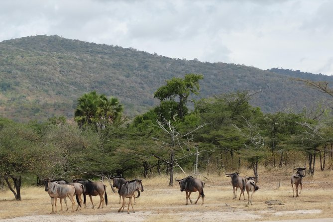 3 Days Safari to Nyerere National Park (Selous Game Reserve) - Your lodge nights: comfort, meals, and what you should expect