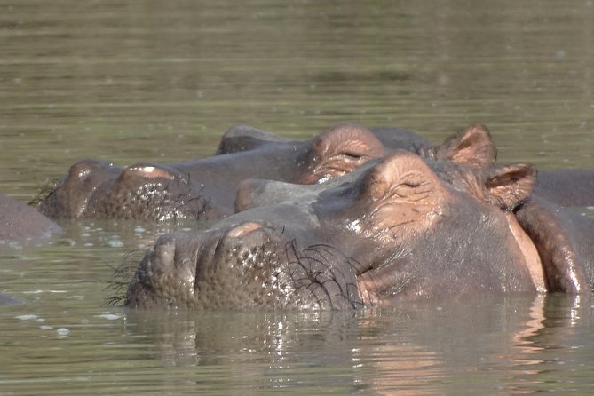 3 Days Safari to Nyerere National Park (Selous Game Reserve) - Price and value at about $1,155 per person