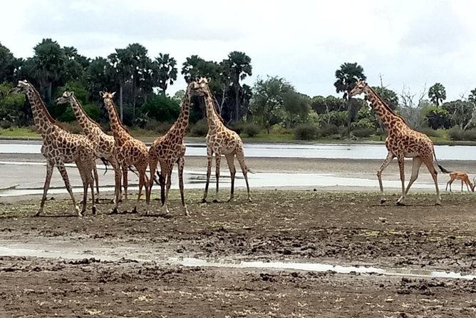 3 Days Safari to Nyerere National Park (Selous Game Reserve) - Day 1 on the Rufiji River: the boat safari at 16:30 to sunset