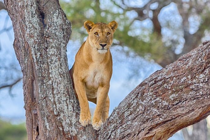 3 Days Safari to Serengeti National Park & Ngorongoro Crater in Tanzania - What this 3-day Serengeti and Ngorongoro safari is really about