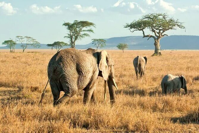 3 Days Safari to Serengeti National Park & Ngorongoro Crater in Tanzania - Price and value: is $1,200 per person fair for what you get?