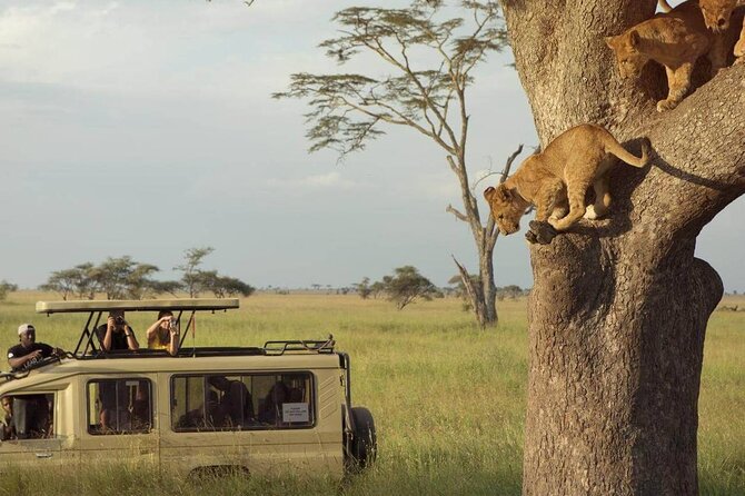 3 Days Safari to Serengeti National Park & Ngorongoro Crater in Tanzania - Day 2: Morning game drives, then Olduvai Gorge and human evolution