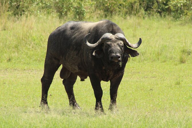 3 Days Safari Tour in Lake Manyara and Ngorngoro - Day 2: A walking safari on the Ngorongoro rim (and why it’s worth the early start)