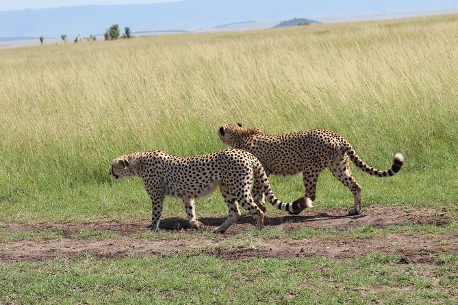 3 Days Safari Tour in Lake Manyara and Ngorngoro - Price and value: is $1,960 per person fair for this 3-day plan?