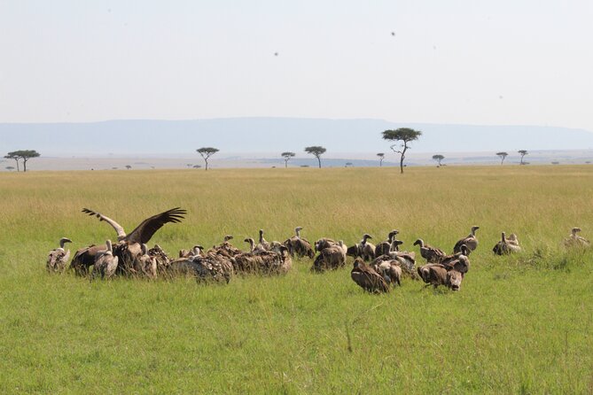 3 Days Safari Tour in Lake Manyara and Ngorngoro - Timing tips for a smooth safari rhythm in Arusha to crater country