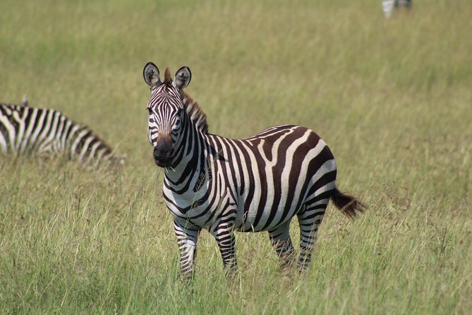 3 Days Safari Tour in Lake Manyara and Ngorngoro - Day 1: Lake Manyara habitats, baboons, and the drive toward Karatu