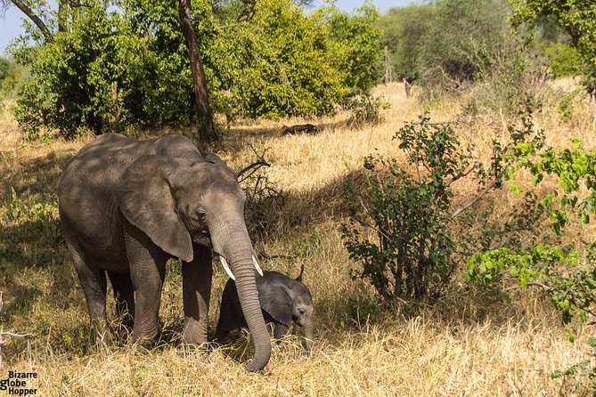 3 Days Selous Game Reserve Fly From Zanzibar - Key takeaways before you go