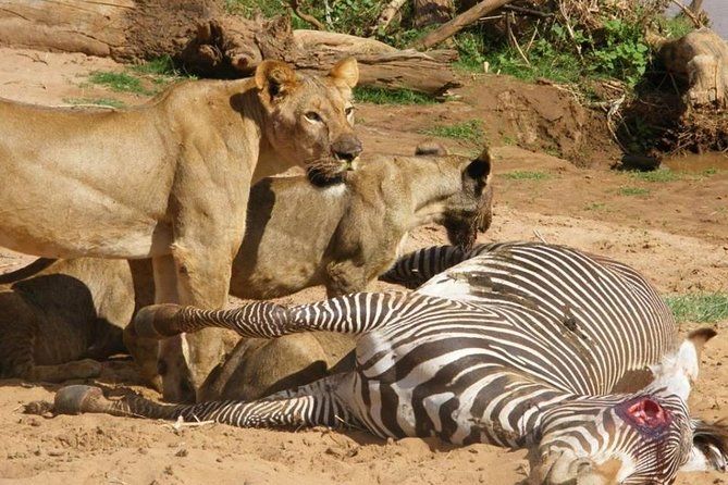 3 Days Selous Game Reserve Fly From Zanzibar - Where you stay, tented camps, and what included meals change