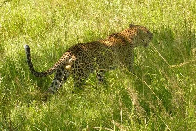 3 Days Selous Game Reserve Fly From Zanzibar - Day 2: morning game drive across Selous habitats