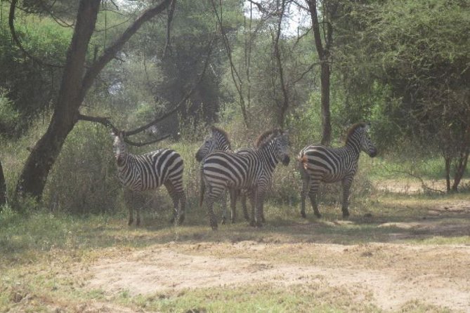 3 Days Selous Game Reserve Fly From Zanzibar - Day 3: Rufiji River boat drive or walking safari with an armed ranger
