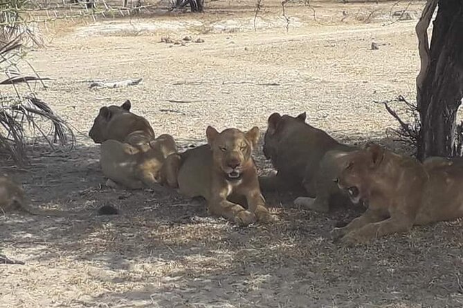 3 Days Selous Game Reserve Fly From Zanzibar - Who this safari suits best (and who should think twice)