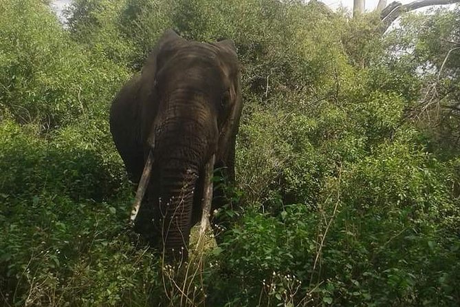 3 Days Selous Game Reserve Fly From Zanzibar - Day 1 in Selous: arrival, a short drive, and settling in