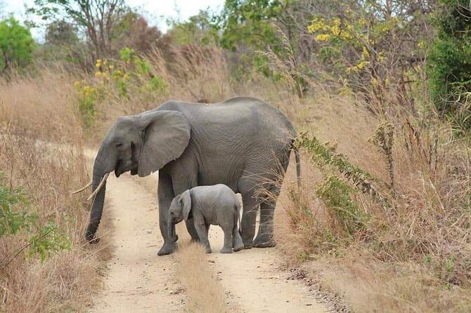 3 Days Selous (Nyerere National Park) - Day 2: Full Game Drives, Picnic Lunch, and Staying Out Late