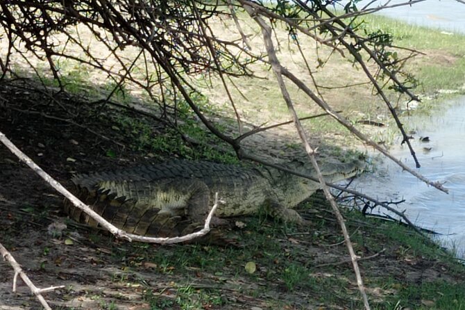 3 Days Selous (Nyerere National Park) - Day 3: About 2.5 Hours Walking Safari, Then Back to Dar