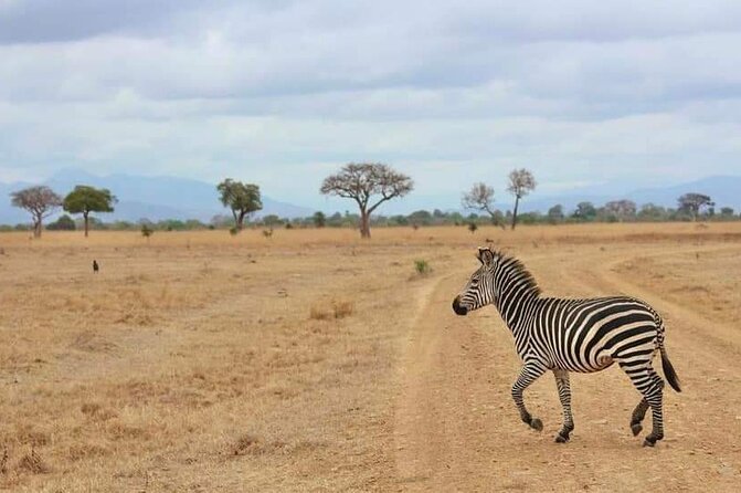 3 Days Selous (Nyerere National Park) - Guides, Communication, and the Service Style You’ll Actually Feel