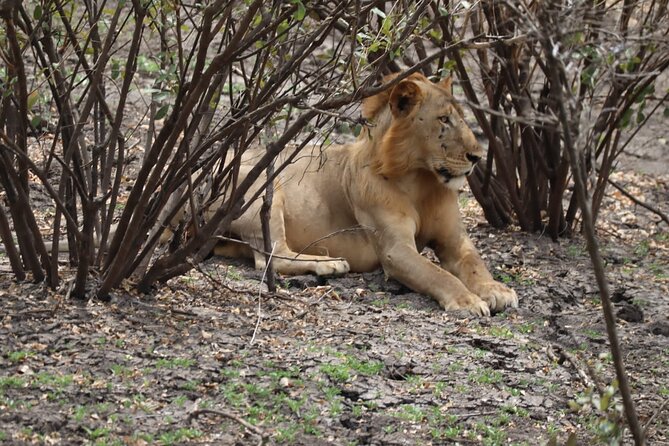 3 Days Selous (Nyerere National Park) - Day 1: Dar es Salaam Transfer and a Rufiji River Boat Safari