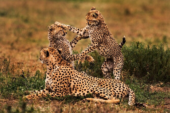 3 Days Serengeti and Ngorongoro Budget Tour - Your guide and group setup with Hadzabe Safaris