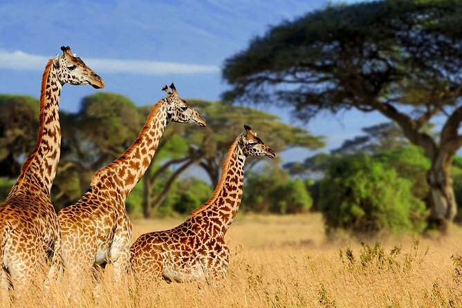 3 Days Serengeti and Ngorongoro Budget Tour - Camping comfort at Twiga Camp: pool perk, shower reality
