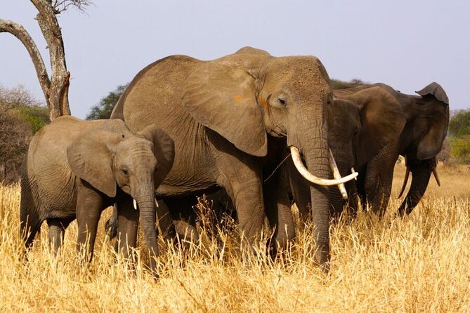 3 Days Serengeti and Ngorongoro Crater Safari from Mwanza to Arusha - Lodges and meals: Shuhudia and Hhando are part of the value