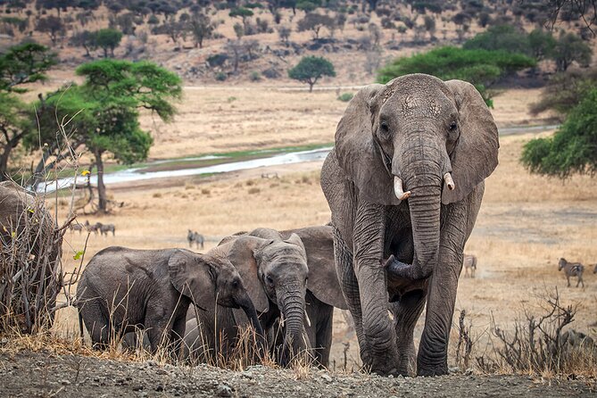 3 Days Serengeti and Ngorongoro Crater Safari from Mwanza to Arusha - What to expect during the drive days (and how to make the most of them)