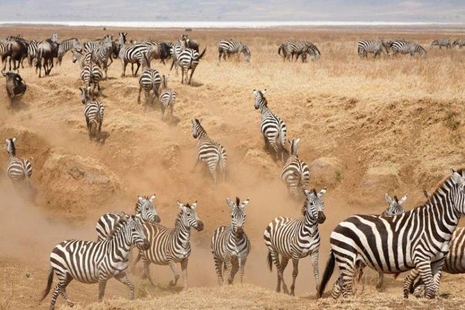 3 Days Serengeti National Park from Zanzibar - Where you base yourself: Central Serengeti and the Seronera angle