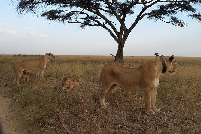 3 Days Serengeti National Park from Zanzibar - Day 2: Full-day game drive with picnic lunch and seasonal wildebeest
