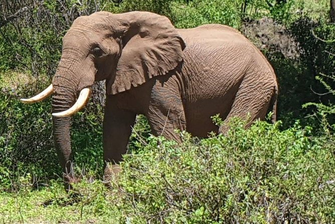 3 Days Serengeti National Park from Zanzibar - Price and value: is $2,395.95 per person fair here?