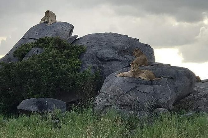 3 Days Serengeti National Park from Zanzibar - Staff, guides, and how the safari experience feels