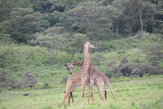 3 Days Serengeti & Ngorongoro Crater group safari - A fast route through Serengeti and Ngorongoro Crater