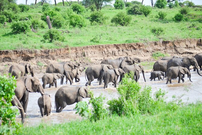 3 Days Serengeti & Ngorongoro Crater group safari - Day 3: Descend at 6:15 a.m. for black rhino odds in the crater