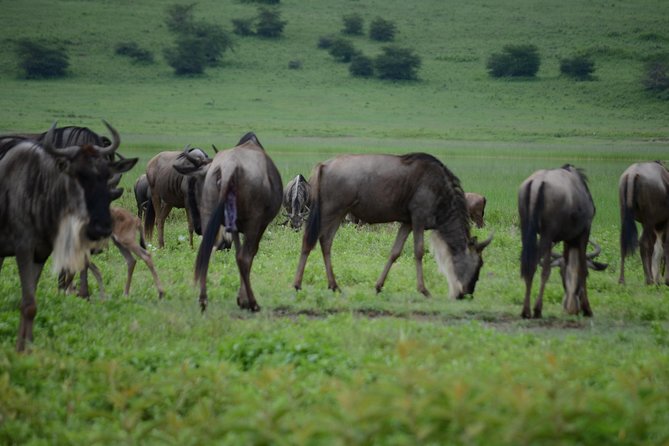 3 Days Serengeti & Ngorongoro Crater group safari - Serengeti in a small-group jeep with a pop-up roof