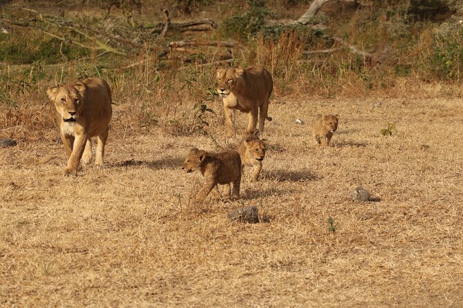 3 Days Serengeti & Ngorongoro Group Camping Safari - Key things to know before you go
