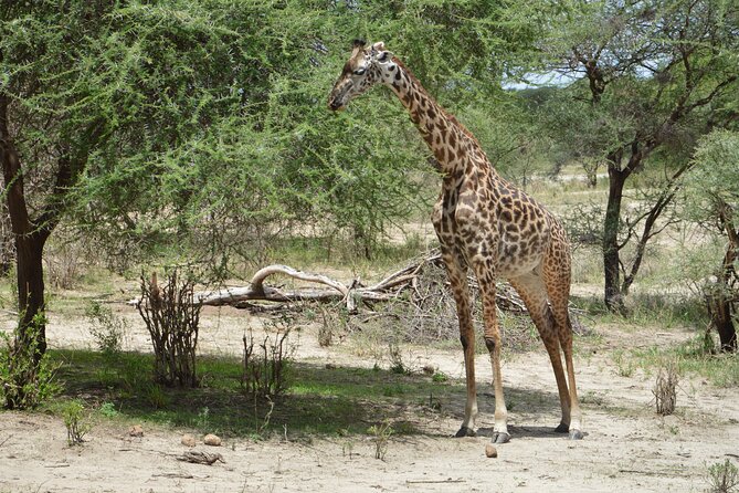 3 Days Serengeti & Ngorongoro Group Camping Safari - Serengeti plus Ngorongoro, why this combo works