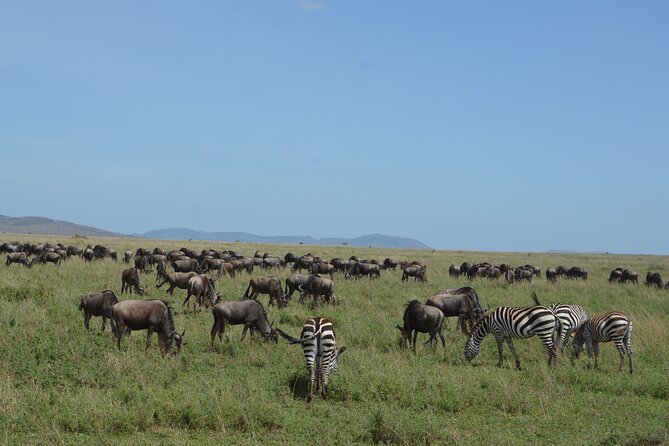 3 Days Serengeti & Ngorongoro Group Camping Safari - Price and value: what $815 covers, and what it means for you