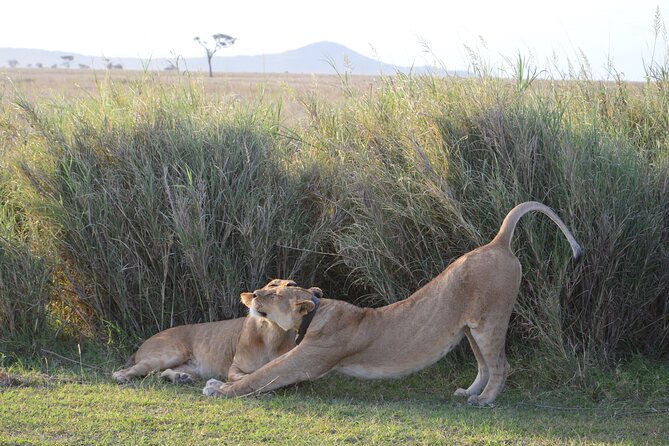 3 Days Serengeti & Ngorongoro Group Camping Safari - Guide quality and animal spotting help that feels practical